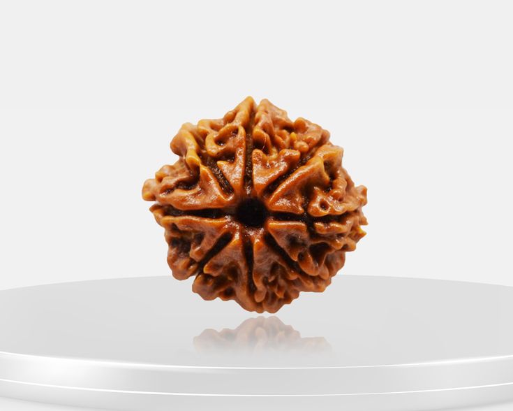 5 Mukhi Rudraksha