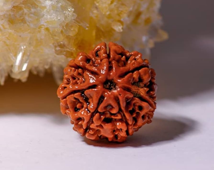 7 Mukhi Nepali Rudraksha
