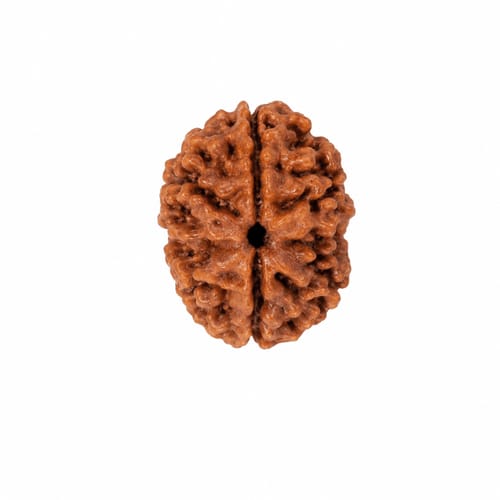 2 Mukhi Rudraksha 1