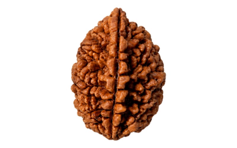 1 Mukhi Rudraksha