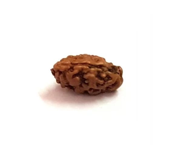 1 Mukhi Rudraksha 1