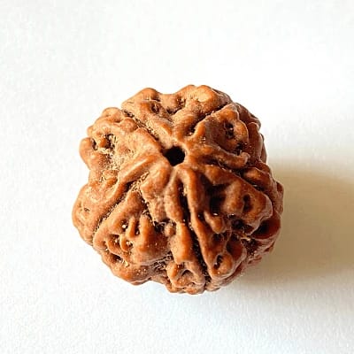 5 मुखी रुद्राक्ष