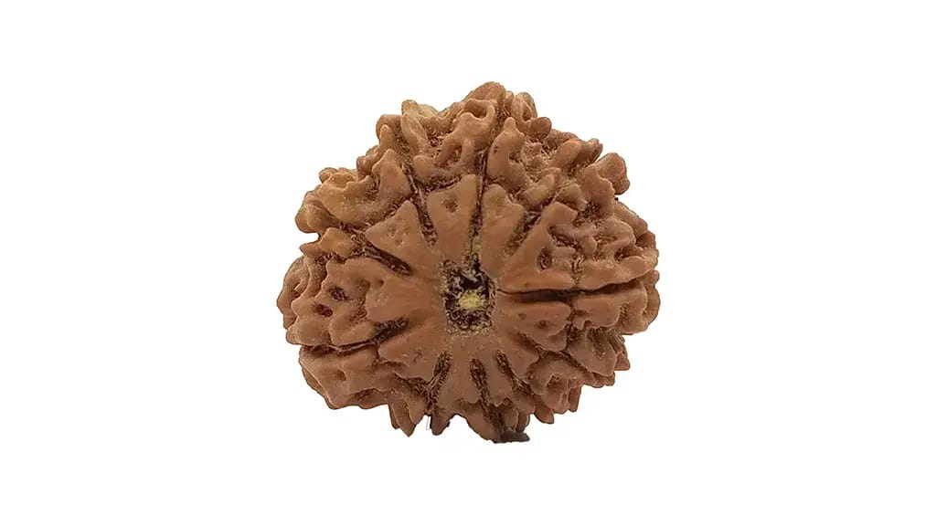 10 मुखी रुद्राक्ष 1