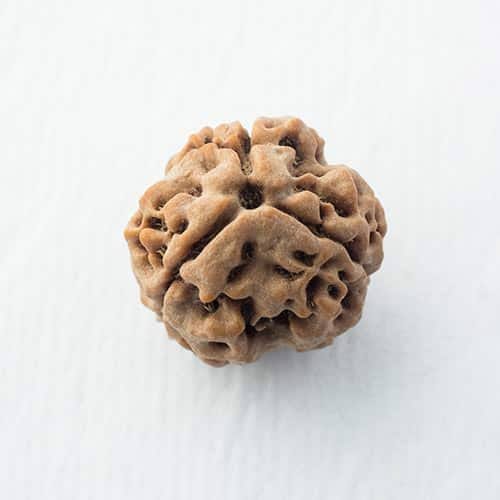 3 मुखी रुद्राक्ष