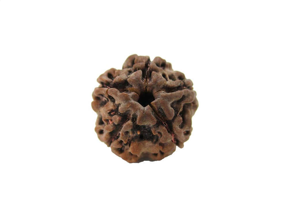 4 मुखी रुद्राक्ष