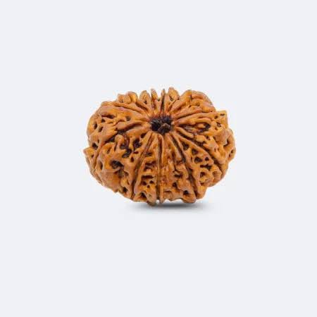12 मुखी रुद्राक्ष 1