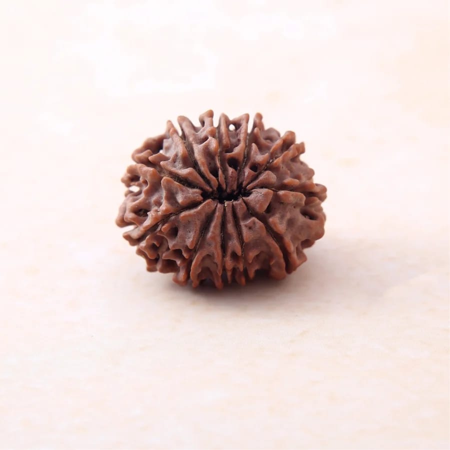 11 मुखी रुद्राक्ष 2