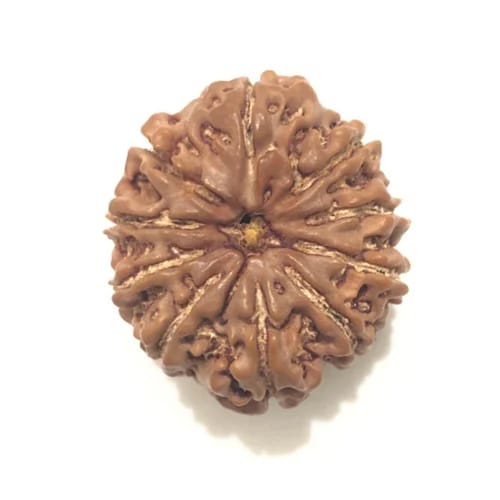 10 मुखी रुद्राक्ष 2