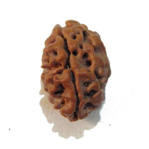 2 Mukhi Rudraksha 2